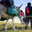 Rando avec âne